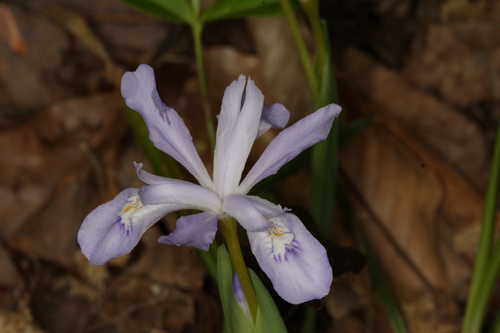 Iris cristata #9